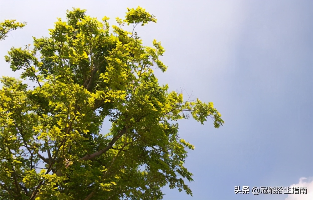 成都职业学校有哪些学校比较好-2021年比较热门的职校专业