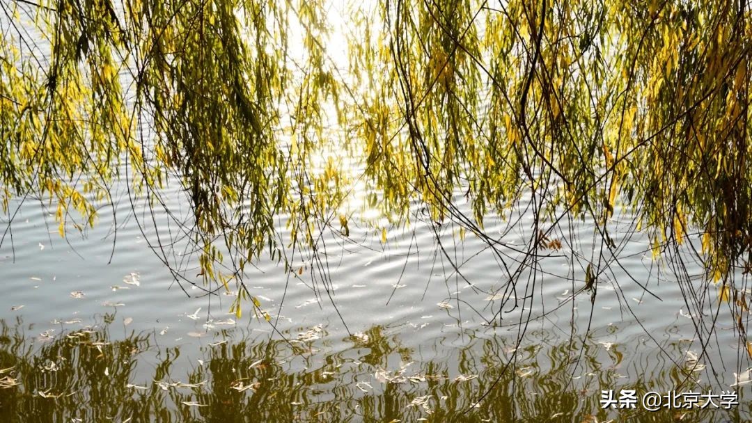 独家限定！北大赏秋地图来了