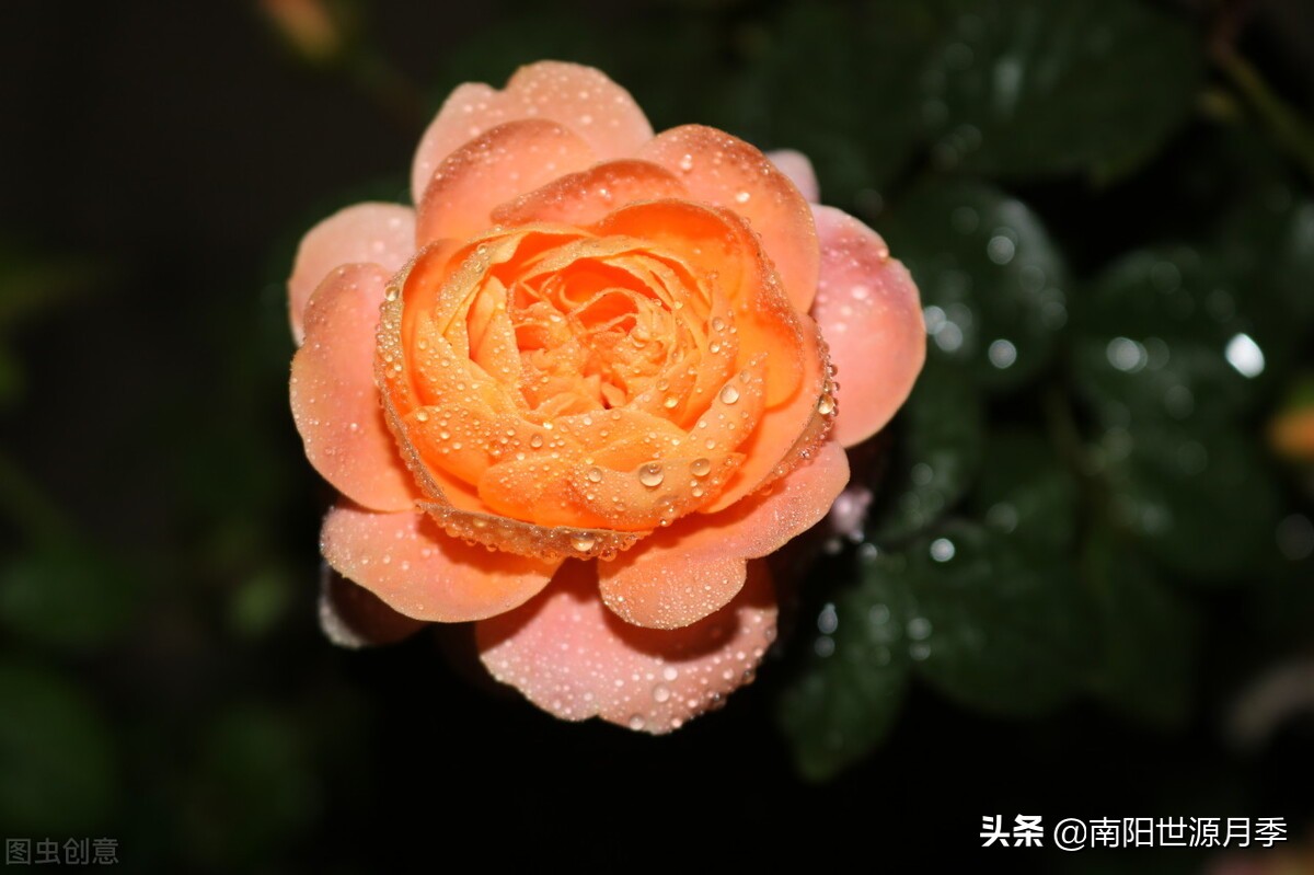 莫奈月季的优缺点（强烈推荐8款月季耐热耐晒）