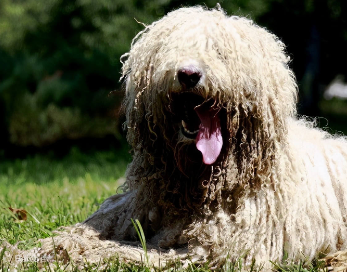 体味“最臭”的6种狗，洗澡也掩盖不了臭味