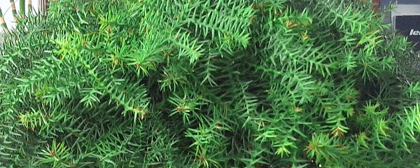 澳洲杉盆景养护指南：光照水分土壤管理要点