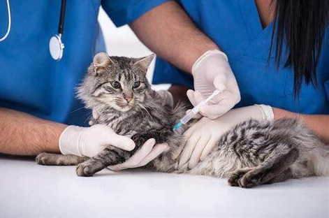 谨慎！猫咪注射“狂犬疫苗”的坏处，你还不知道吧