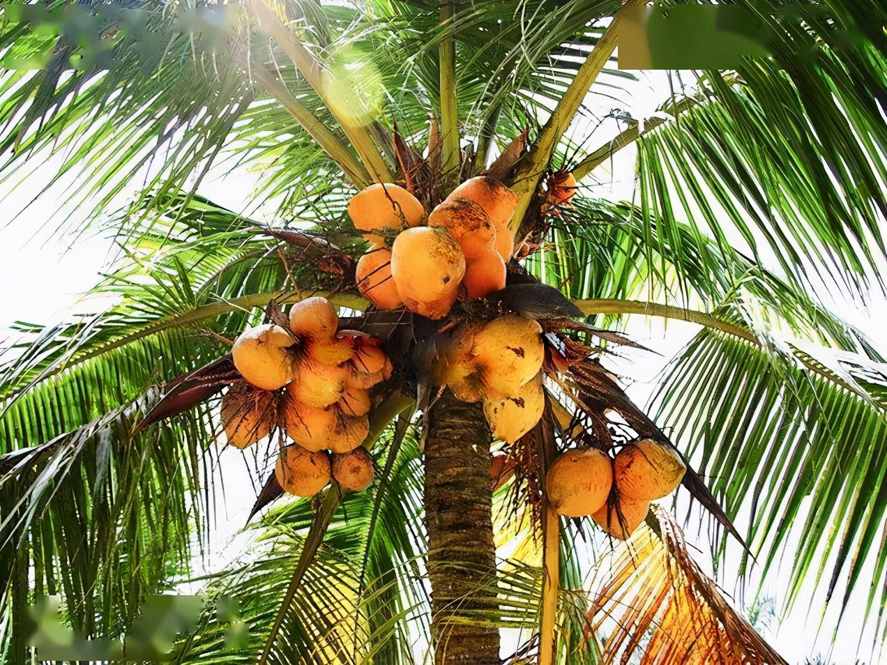 海南新鲜椰子榨成汁,不添加香精,色素,防腐剂,带来夏天的味道