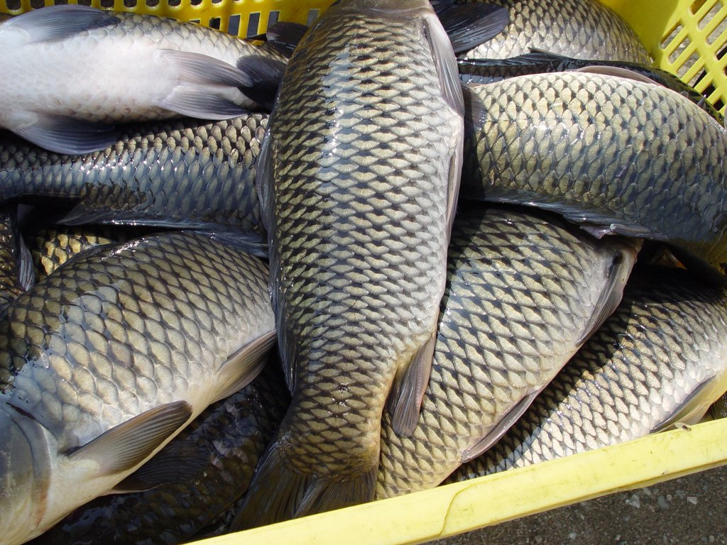 淡水鱼走俏，黑鱼、草鱼、鳜鱼翻红大涨，为何鱼价涨了？
