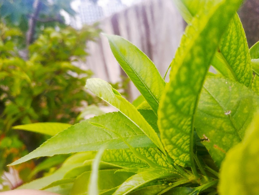 桃树叶片出现黄绿相间花叶,如何区别缺铁,缺镁和花叶病毒病?