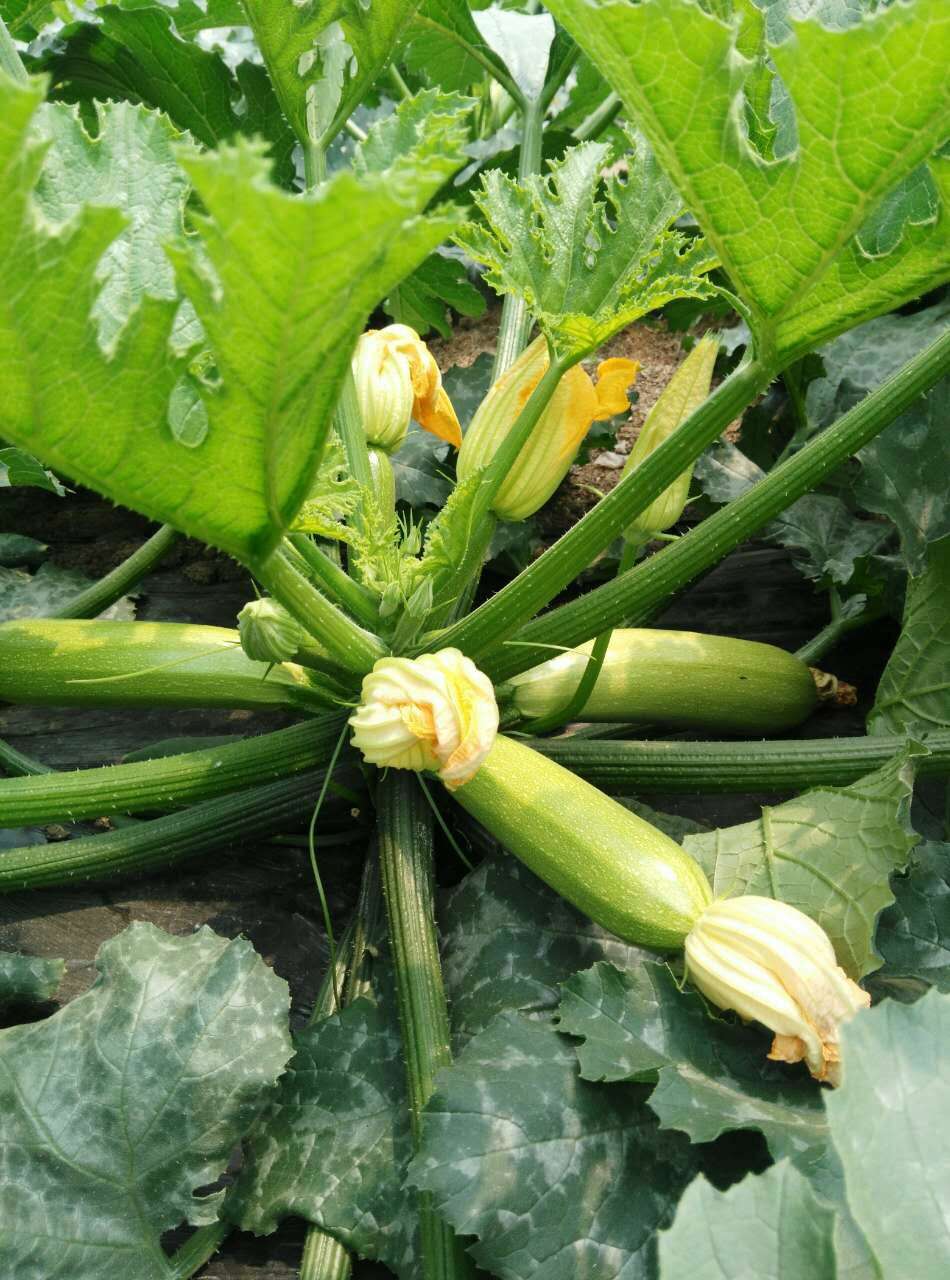 西葫芦长什么样图片(瓜色颜色翠绿瓜条顺直)