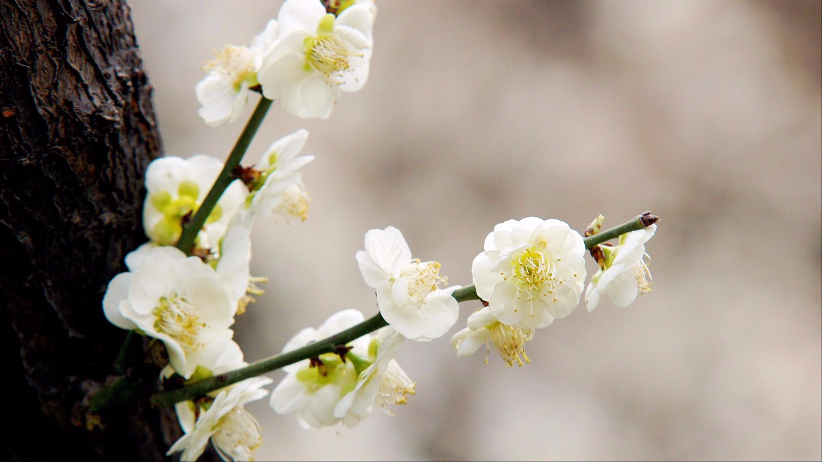 冰雪林中著此身,不同桃李混芳尘.古诗词里的白梅花,明媚了时光