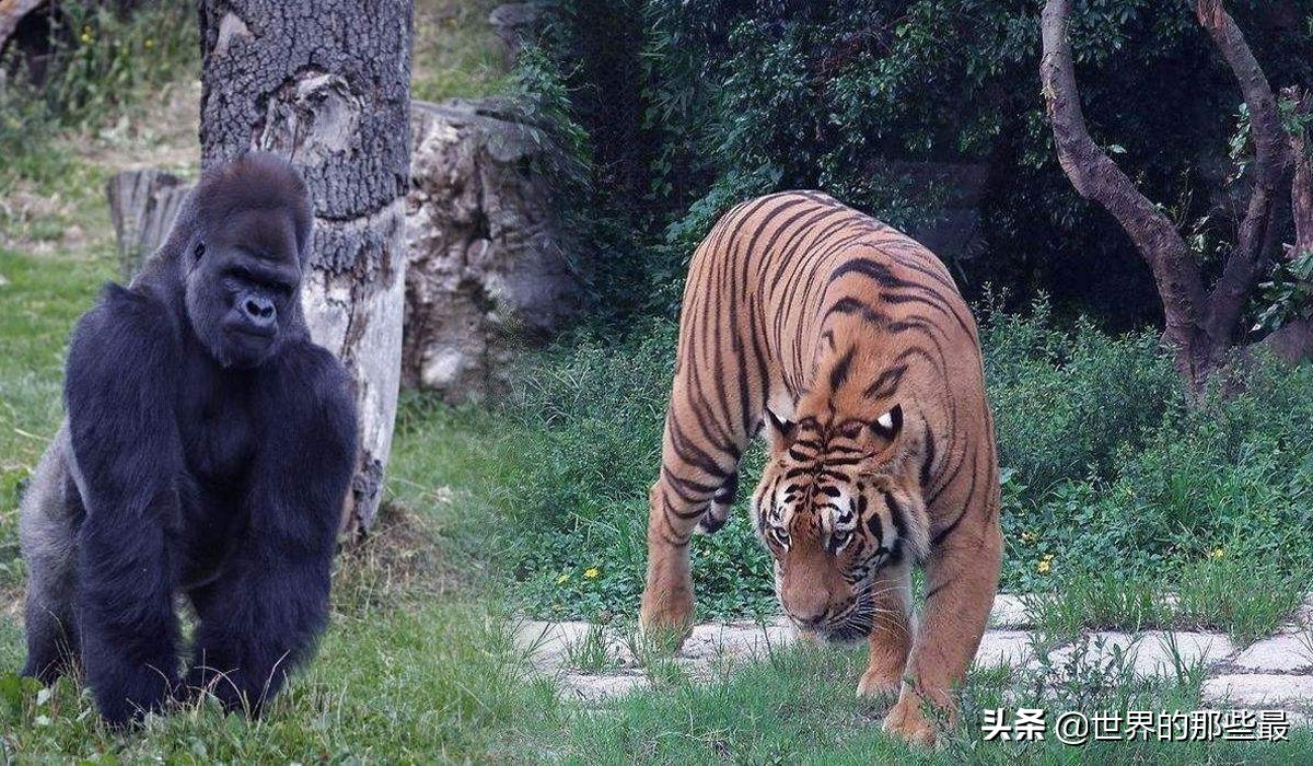 银背大猩猩成年后花豹不再是其对手，那它有可能打赢老虎吗？