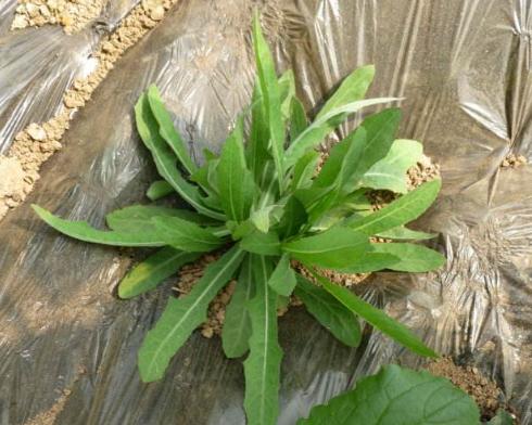 蒲公英和这两种苦菜长得最相似,如何区分?