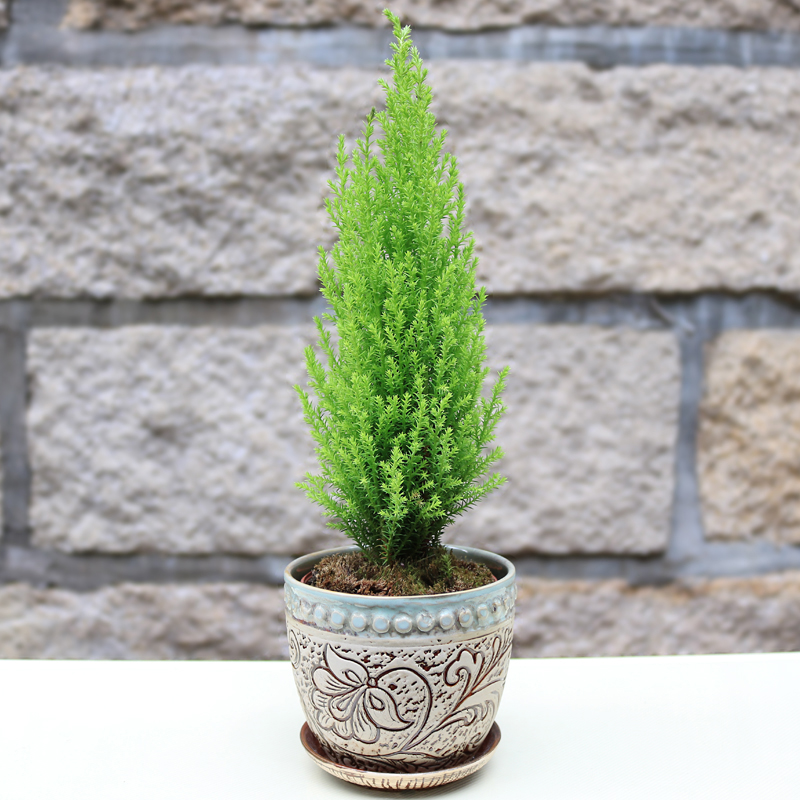 观叶植物图片及名称(100种观叶绿植) - 赤虎壹号