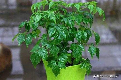 幸福树掉叶子原因及应对方法，教你如何养护避免落叶问题