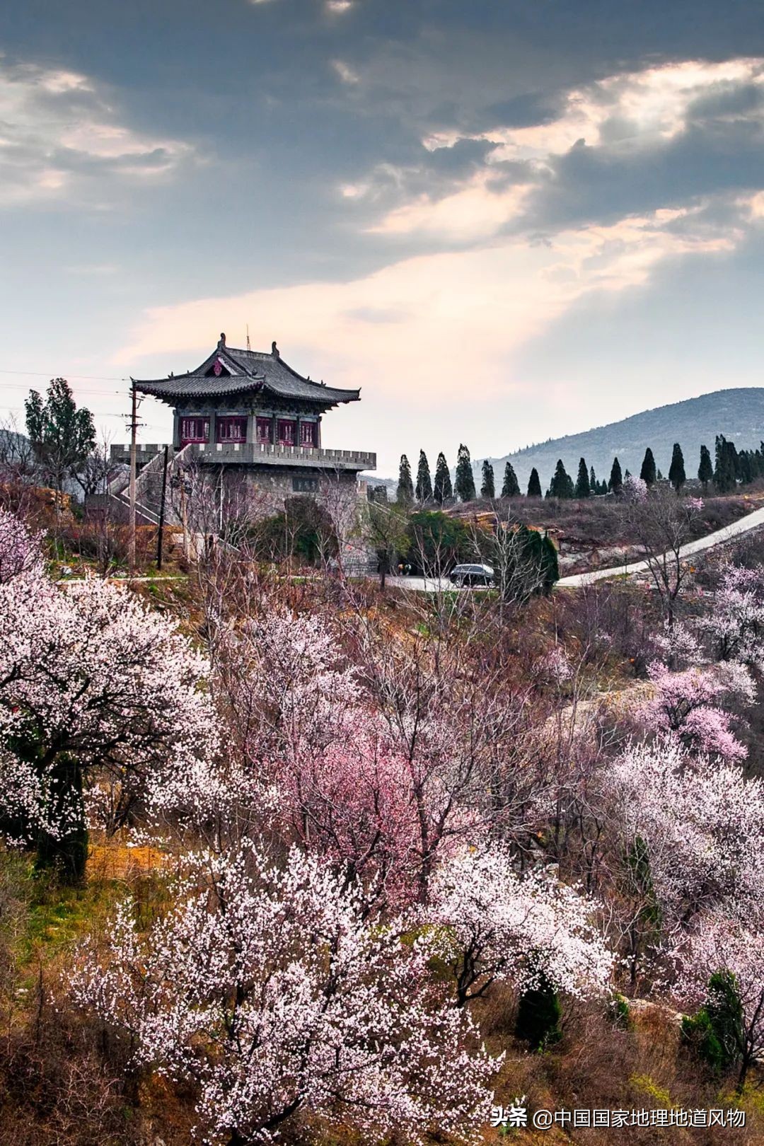 小白杏、大接杏、水蜜杏......中国到底哪里的杏子最好吃？