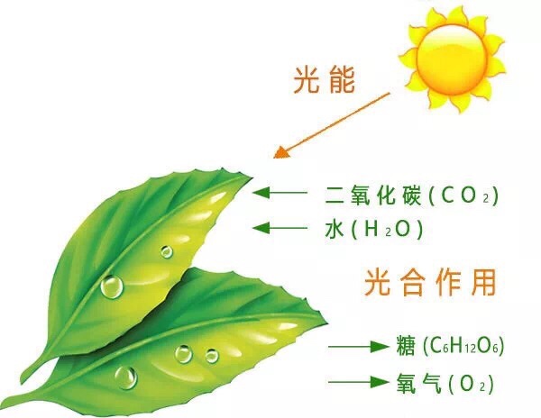 光合作用的条件有哪些（影响果树光合作用的因素）