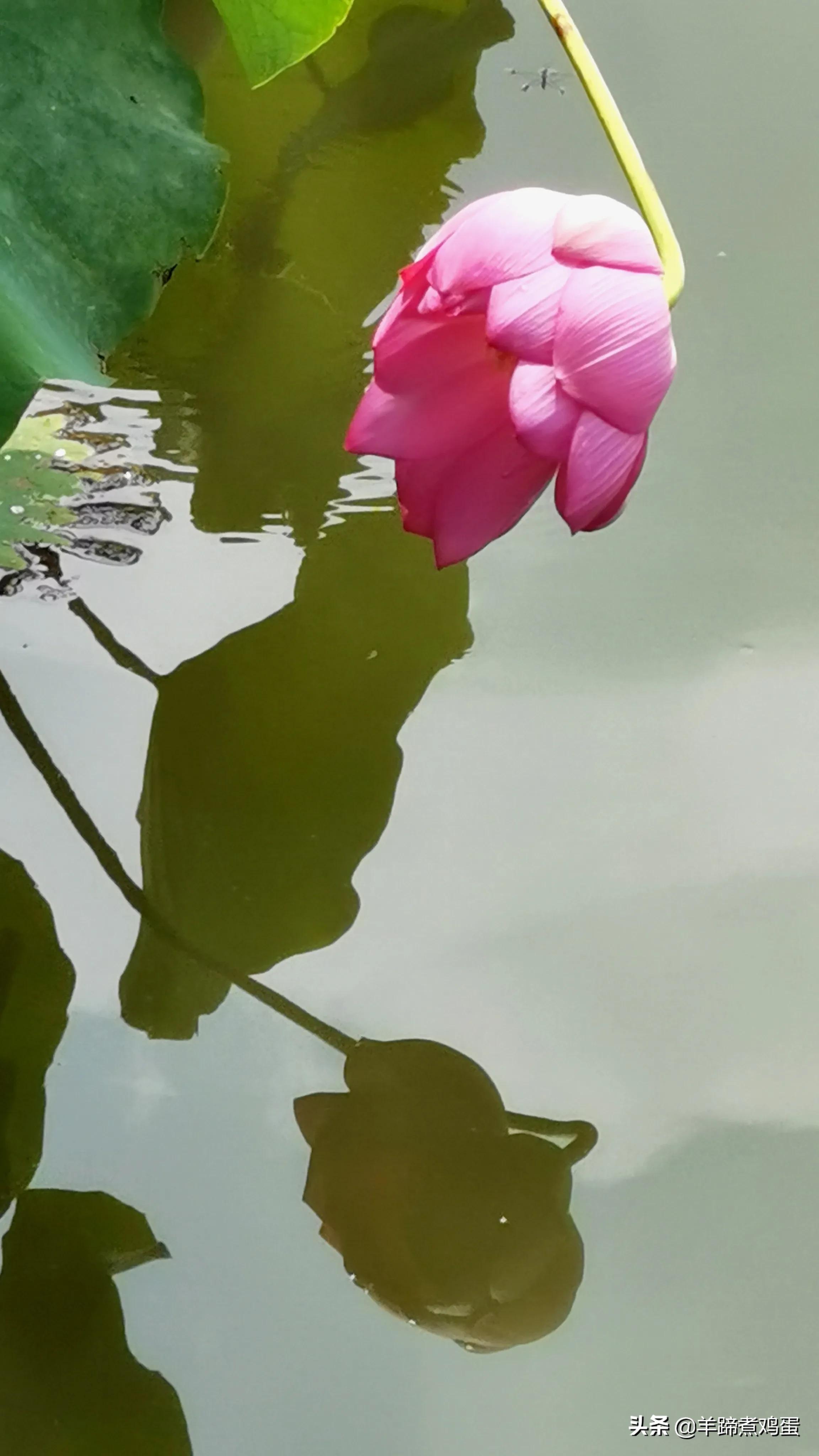 淫雨唤云行日隐耀霞红--雨后北京云空的美丽身影留下霞浓