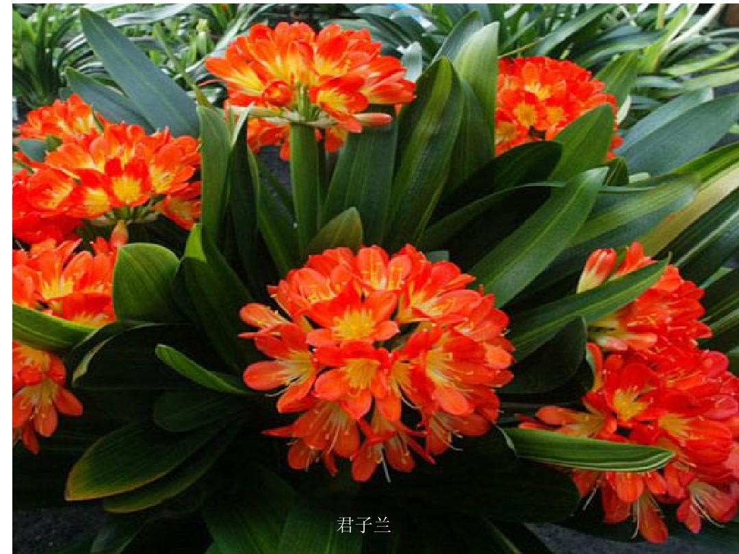 “寿命长”的11种花,好养寓意好,越养越值钱