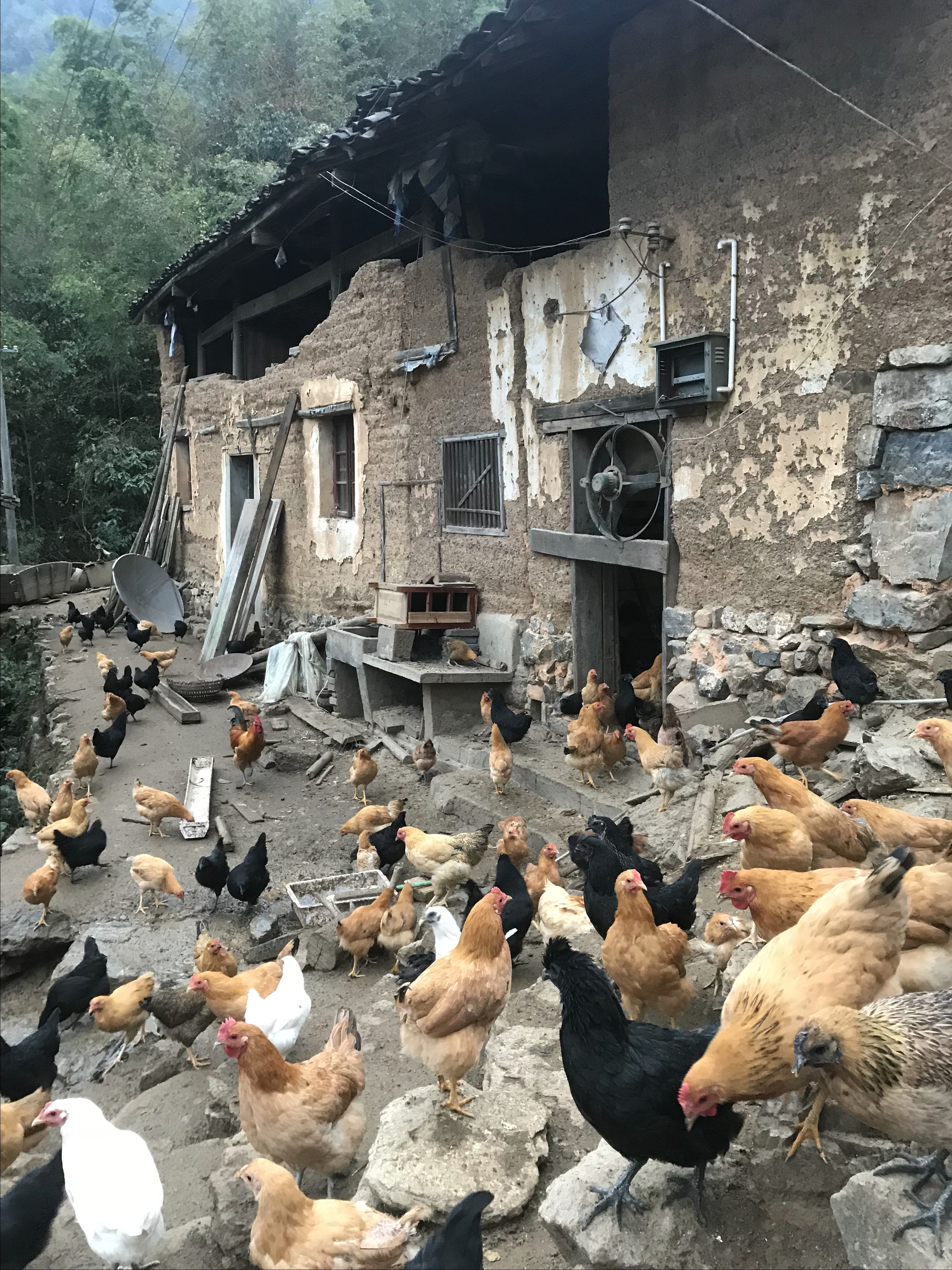 科学养殖土鸡技术+成本控制+销售渠道=养土鸡赚钱