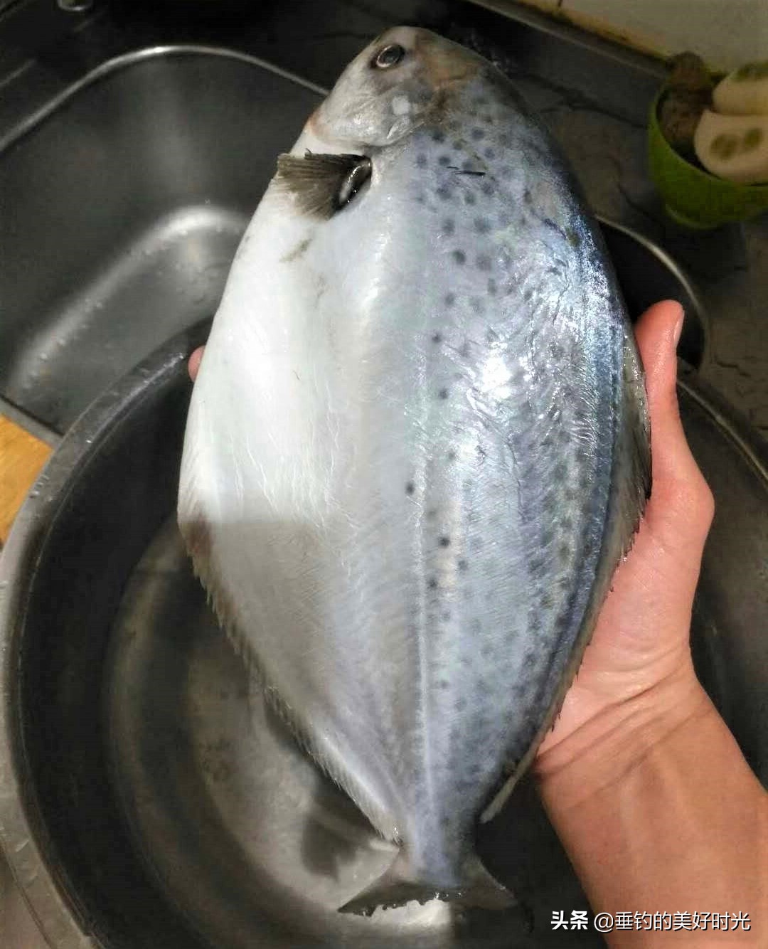 鲳鱼有很多种,而食人鲳则是淡水鱼中的霸主