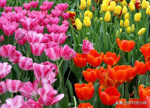郁金香的花期在什么时候（郁金香的开花时间与养护方法）