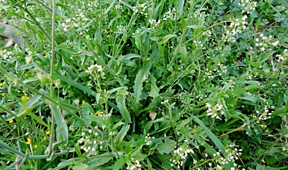 地菜煮鸡蛋的功效与作用【菜煮鸡蛋有什么病不能吃】工作总结越品天下