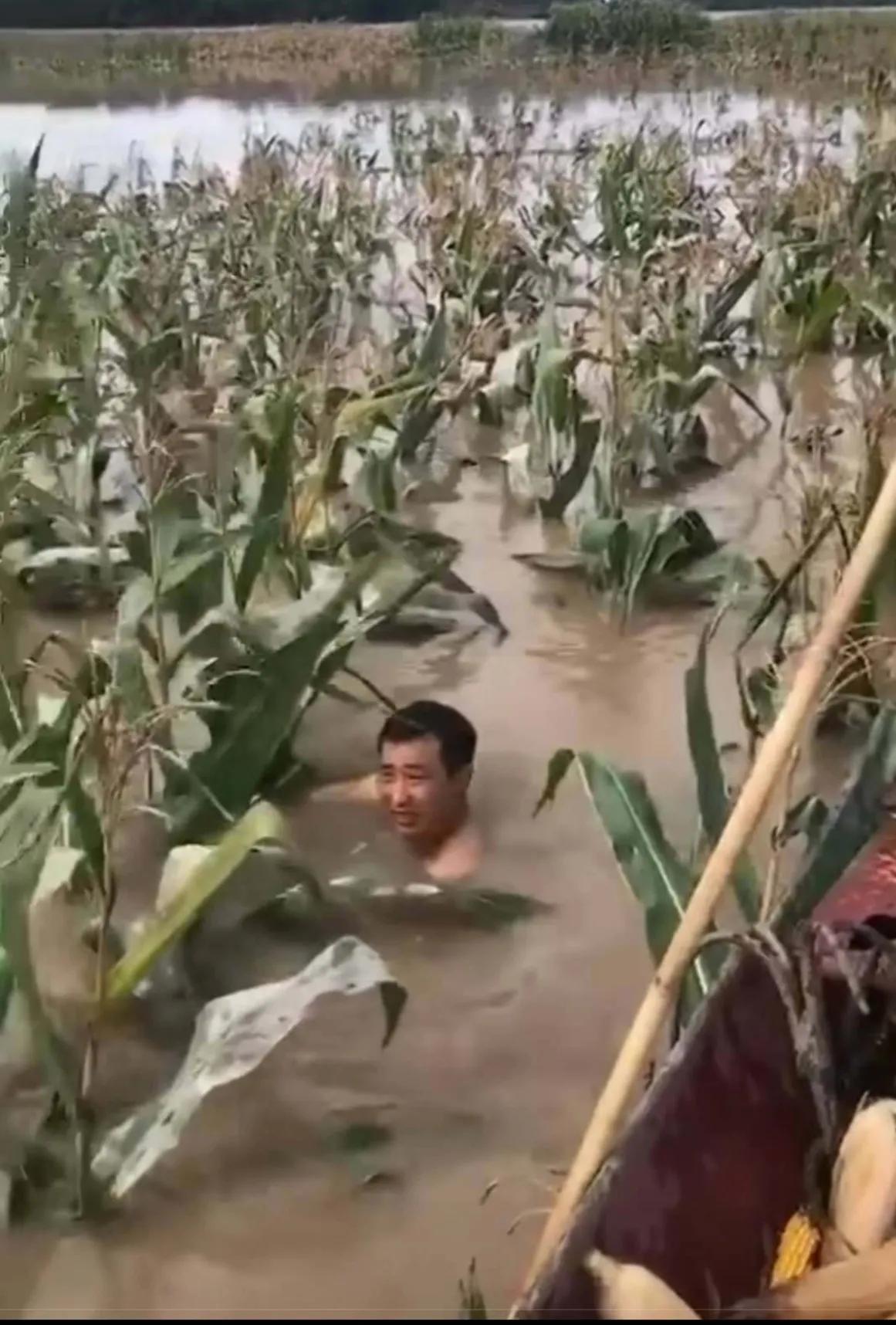 水里捞玉米有感，节约粮食，善莫大焉