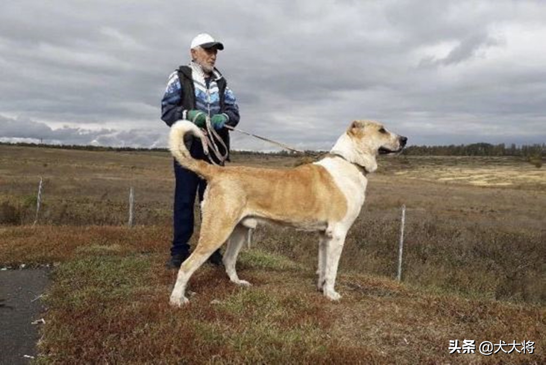 斗犬往事之猛犬风云二十年，真正的猛犬拥有不屈的意志