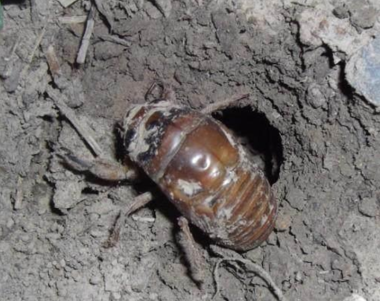 「美文美图」阿茂 | 夏至听蝉,回忆童年的捉蝉时光