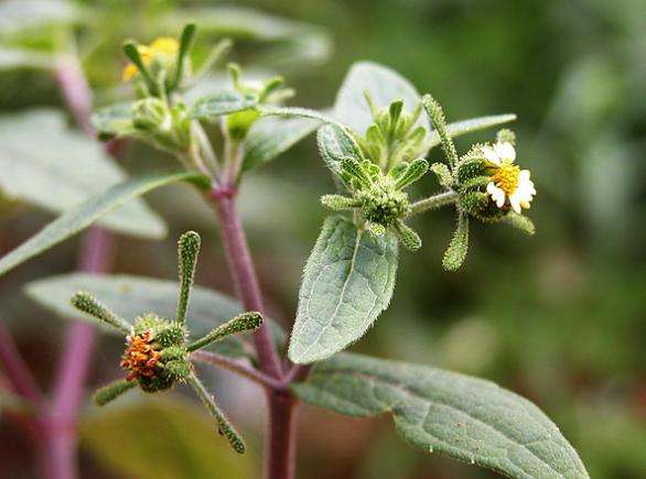 豨莶草的功效与作用(豨莶草) - 行就行