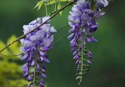 100种花的花语，太全了！ 第91张