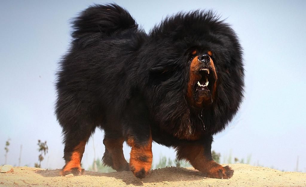 藏獒体型大,足有一个成年人高,并且性格固执,非常凶猛.