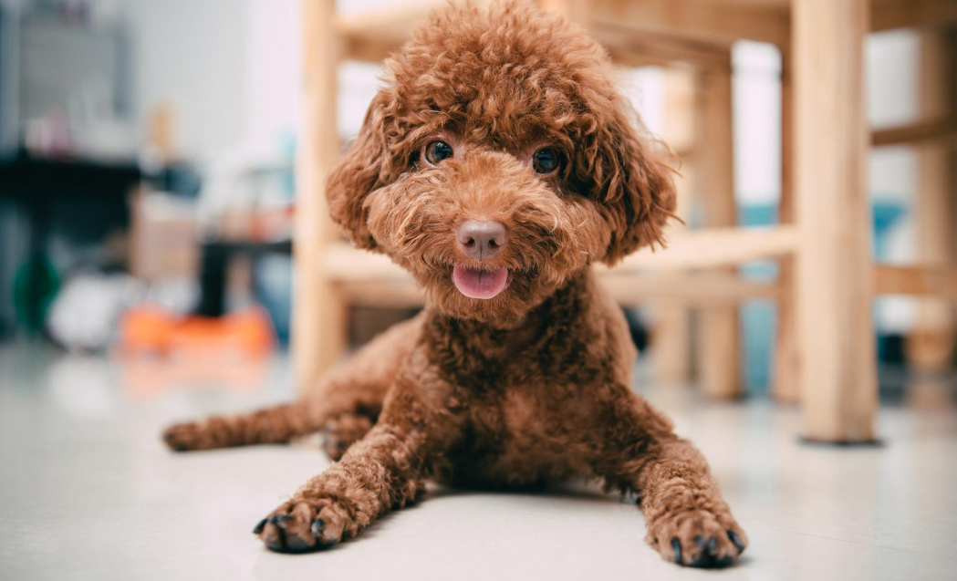 关于泰迪犬"鲜为人知"的几个秘密,养狗十年也未必知道