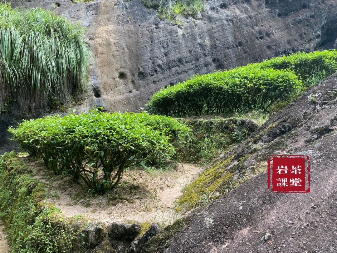 肉桂茶品牌排行（推荐3款最好喝的肉桂茶）