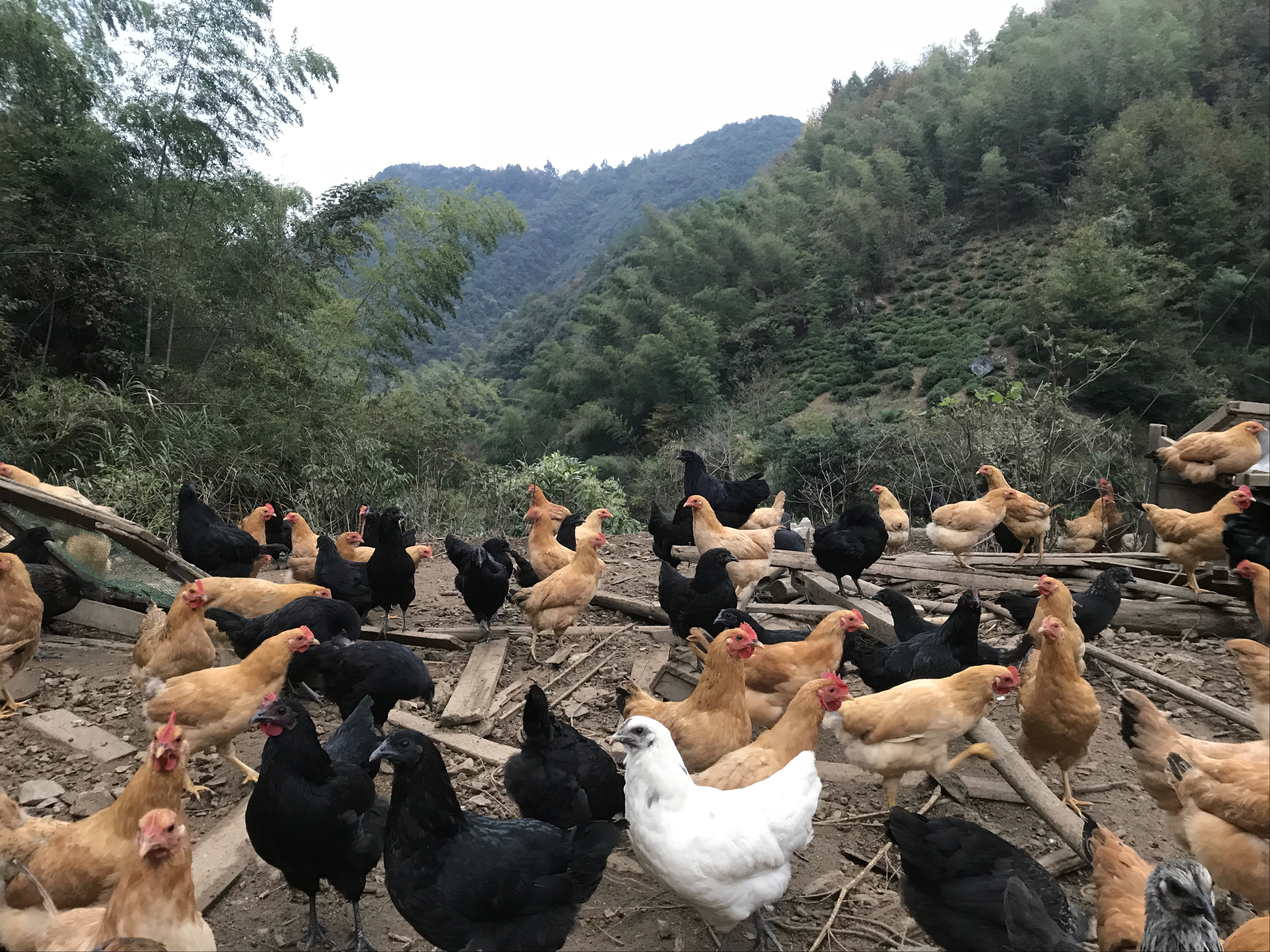 科学养殖土鸡技术 成本控制 销售渠道=养土鸡赚钱