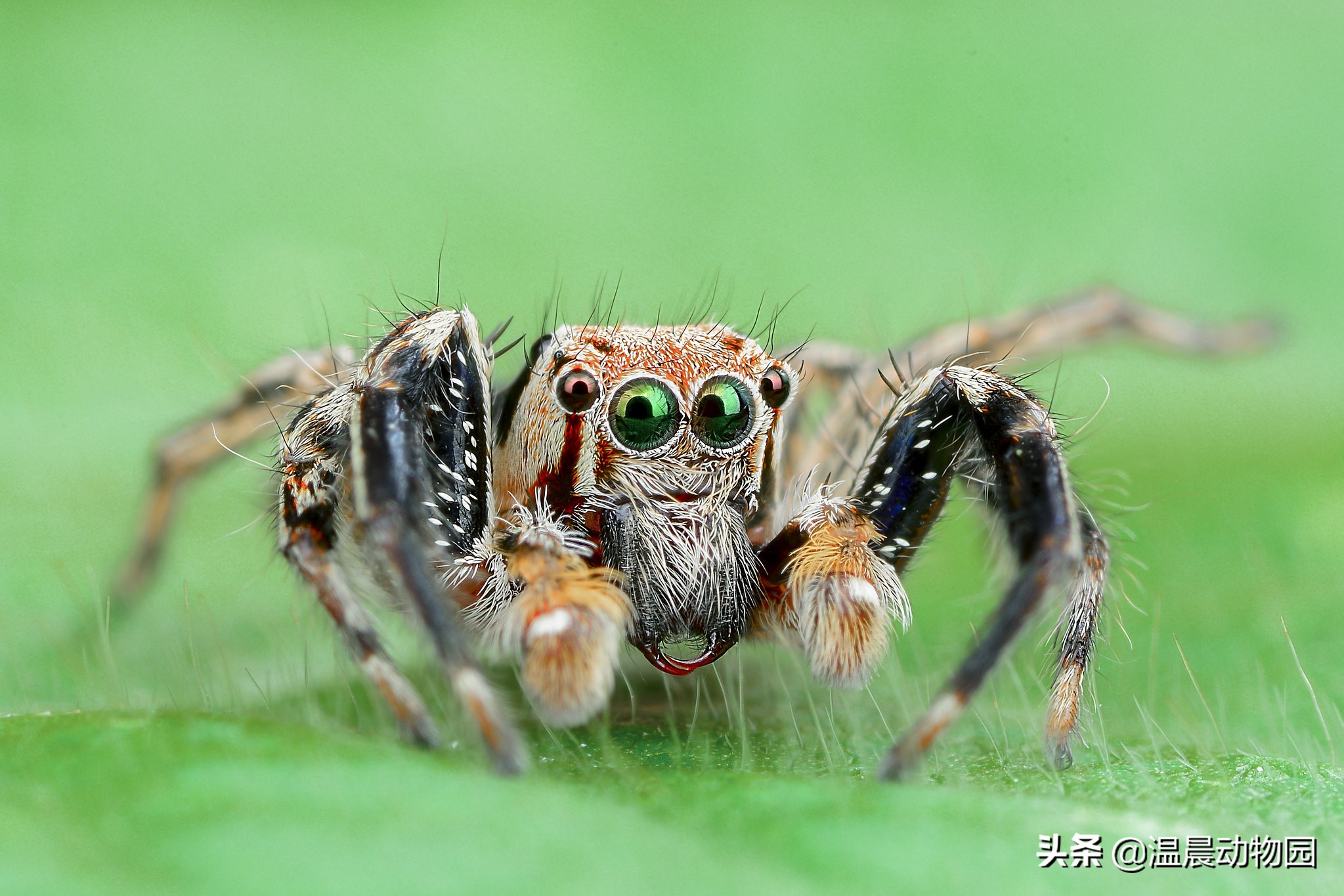 作为蜘蛛中著名的大眼萌,跳蛛不光外表可爱,智力水平也相当高