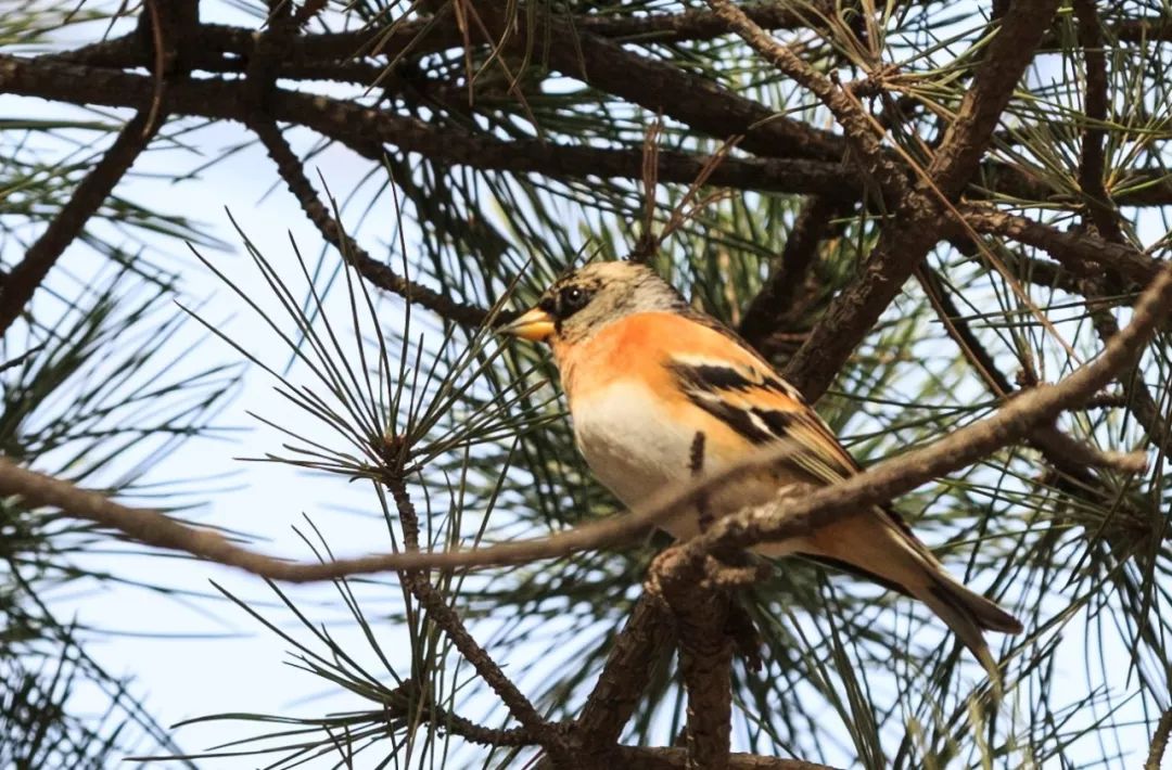 神奇动物在哪里？这些大工校园里的神奇动物你们见过哪些呢？