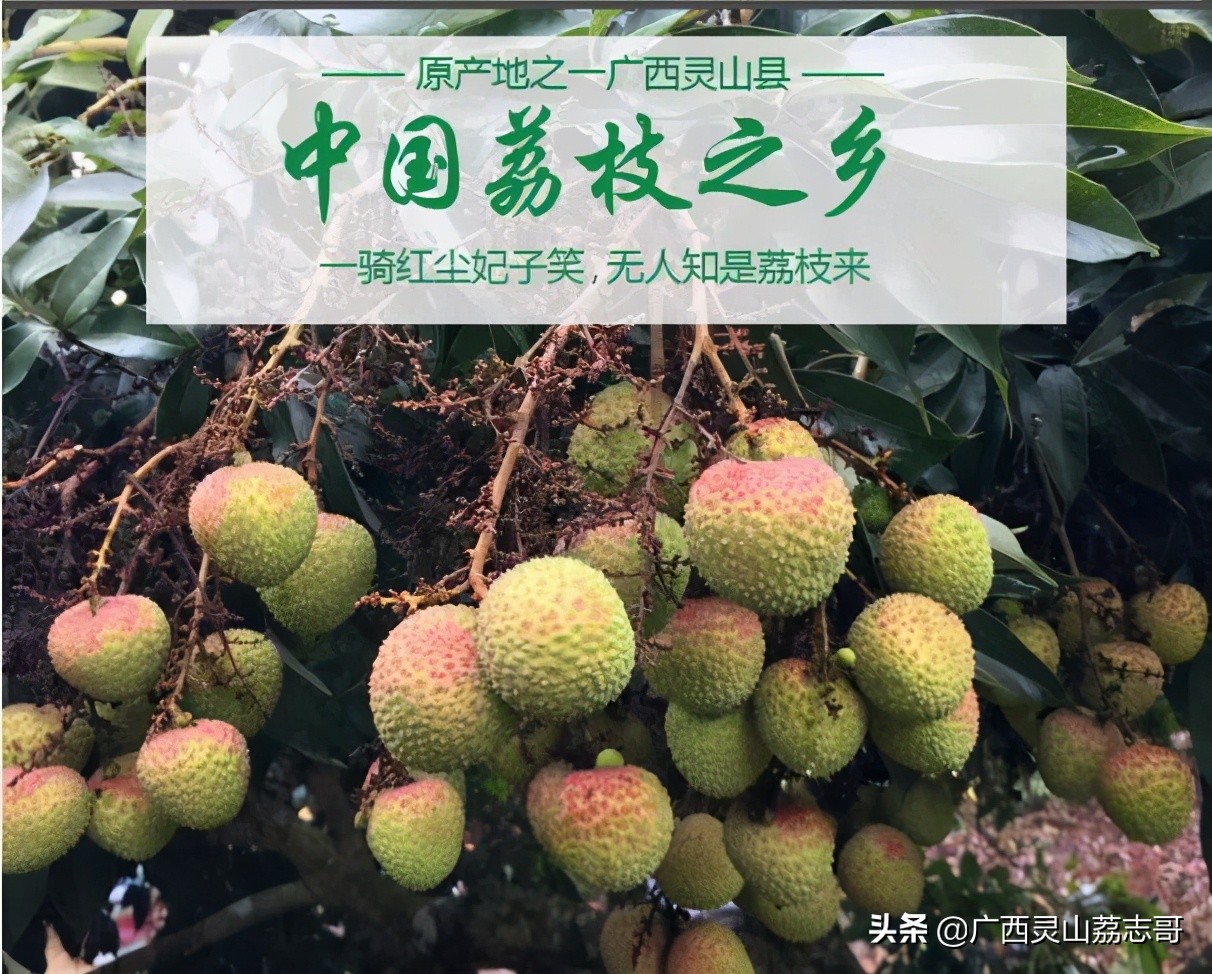 荔枝几月份成熟？广西灵山最好吃的荔枝品种介绍及上市时间表