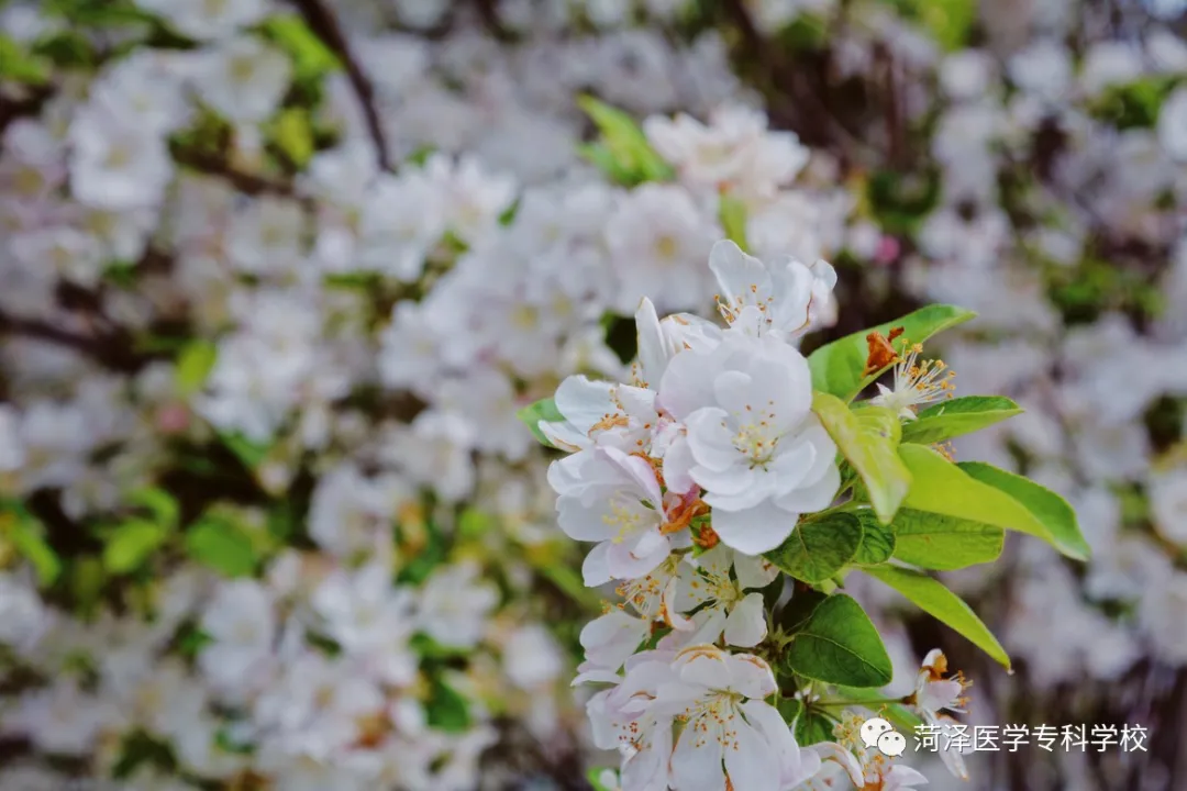 菏泽医学专科学校牡丹，又是姹紫嫣红开遍