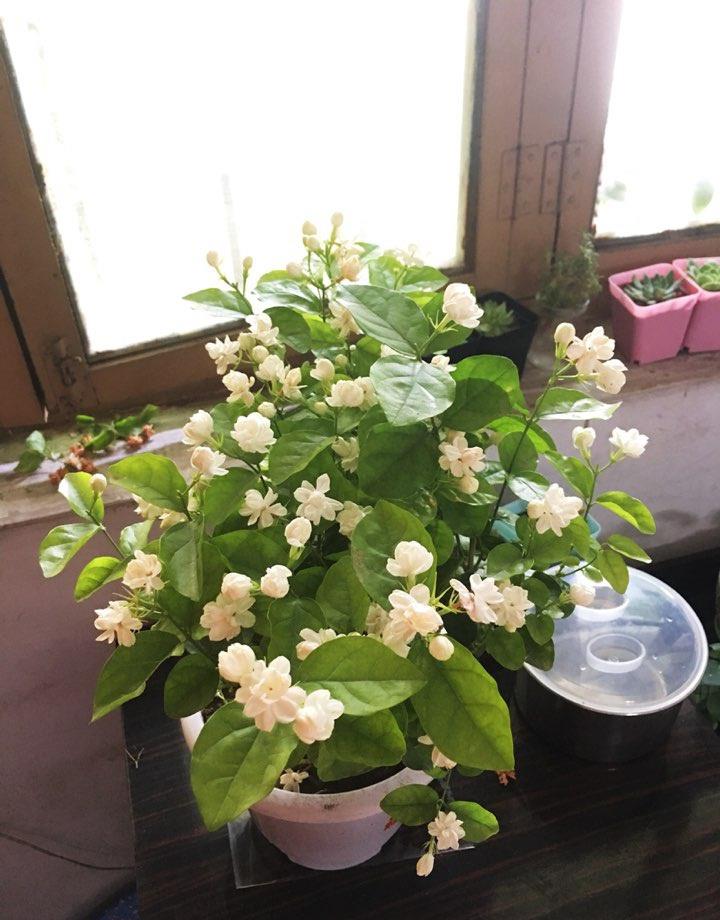 4,茉莉花