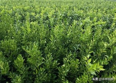 橘子樹苗,橘子樹苗如何種植