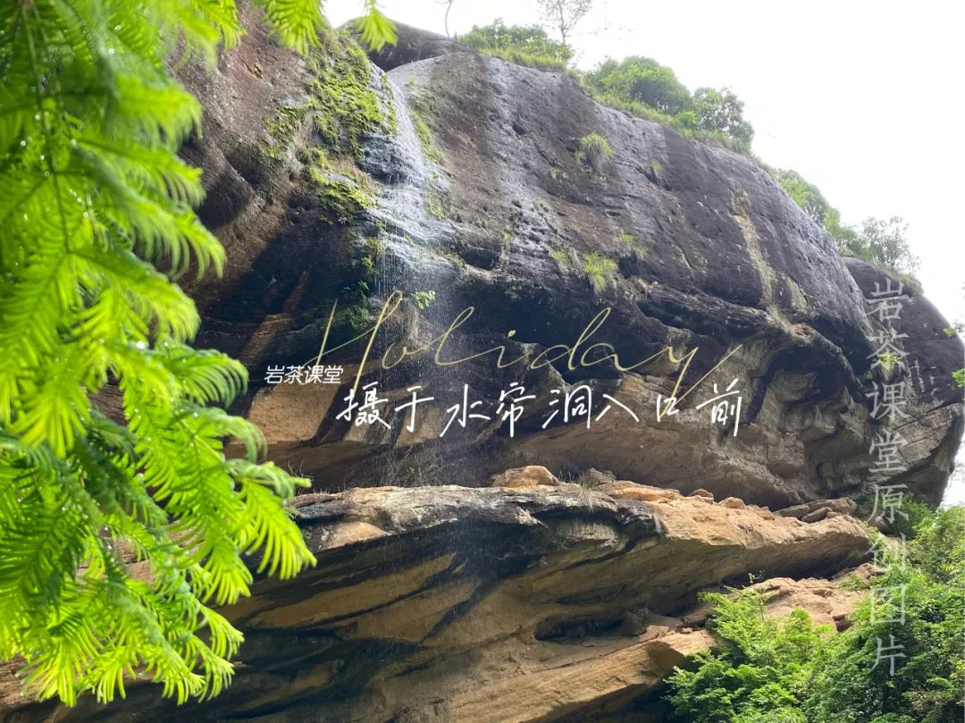 牛肉、马肉、猴肉、鬼肉，这么多正岩肉桂，哪个山场的味道最好？