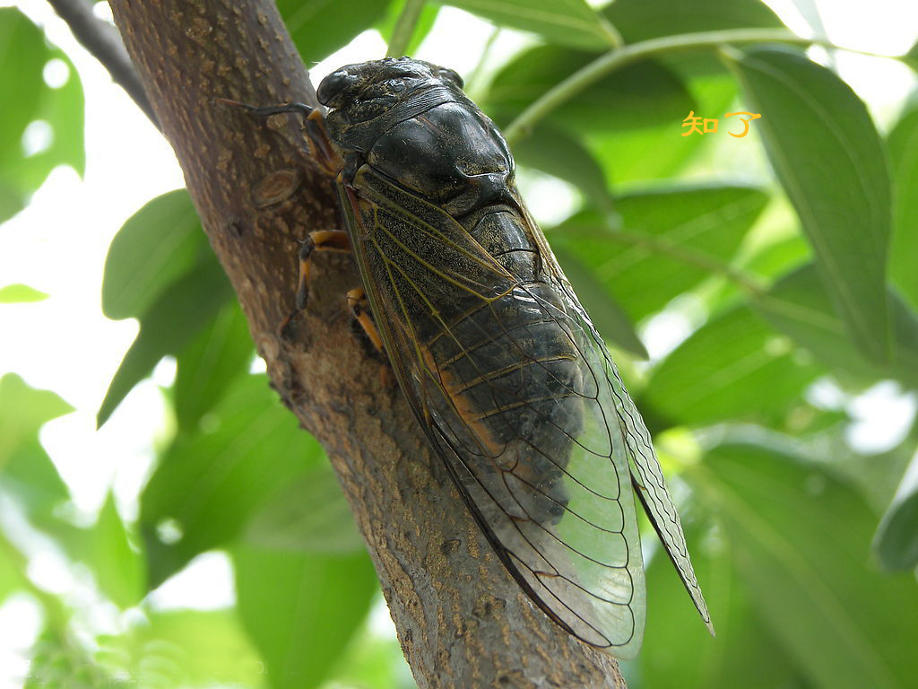 写蝉的散文富有诗意_晶羽科技