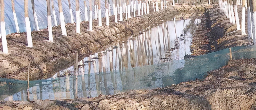 “虾多少，看水草”舒新亚：浅析小龙虾养殖中的水生植物及其作用
