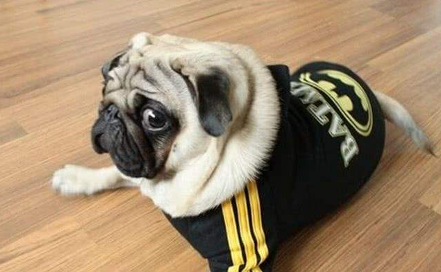 说巴哥犬难养的,却不知道有这些“好处”,养了没后悔过!