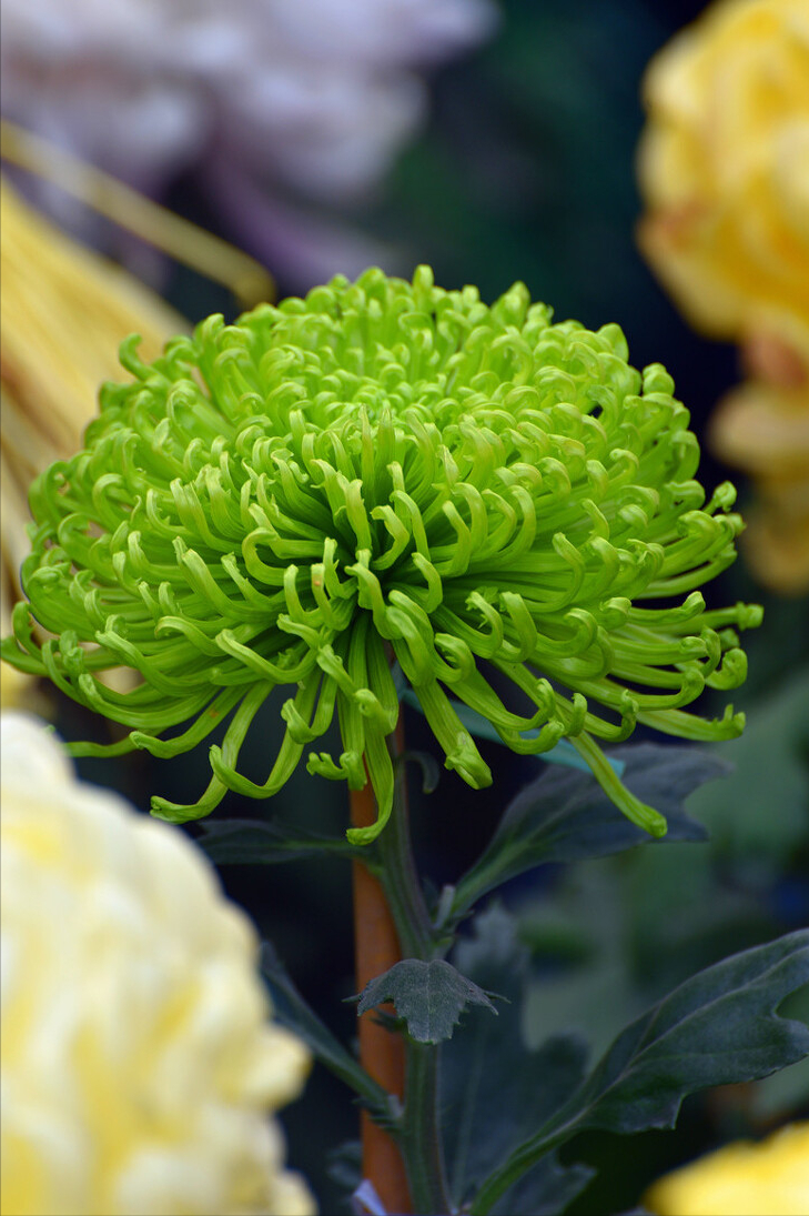 五年级上册《落花生》借物喻人仿写范例，秋之美，怎么能少了它？