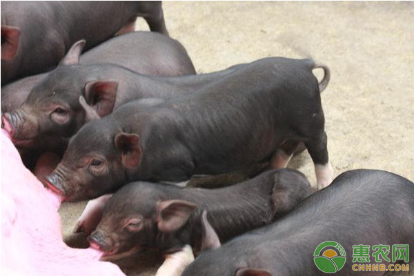 马上到春节了，目前猪肉价格多少钱一斤？猪肉价格还会大涨吗？