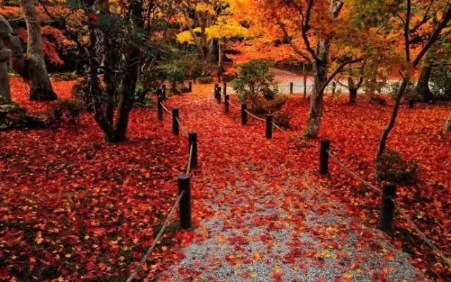 秋风、秋雨、秋月夜，十首唐诗十种秋景