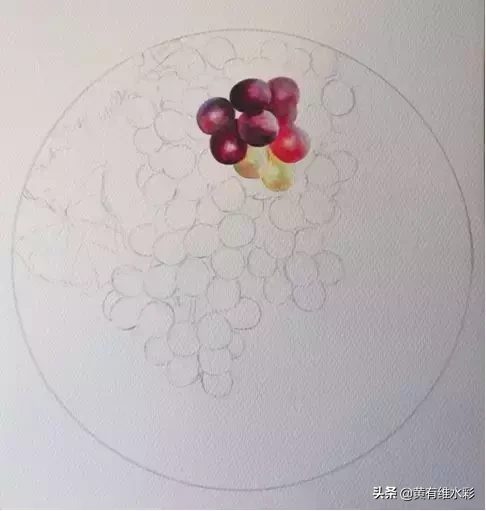 晶莹剔透、颗颗动人,水彩葡萄,真的太诱人了!