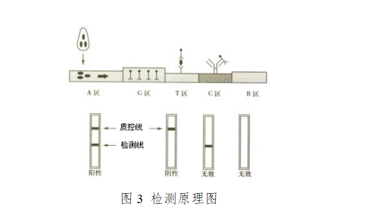 人绒毛膜促性腺激素检测试剂注册技术审查指导原则