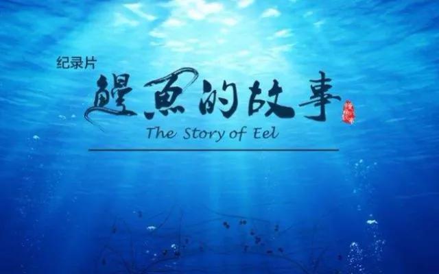 起点即终点：鳗鱼穷其一生，只为留下最后的温柔