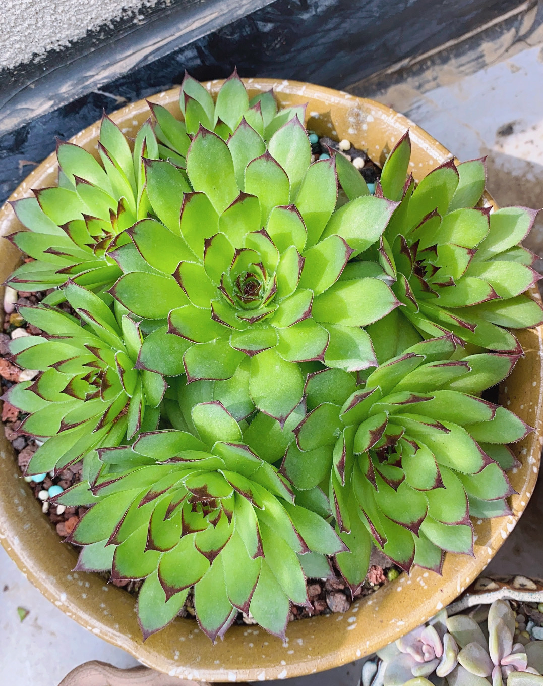 观音莲入春需"润养",这"三位置"多喷水,次月养成群生小老桩