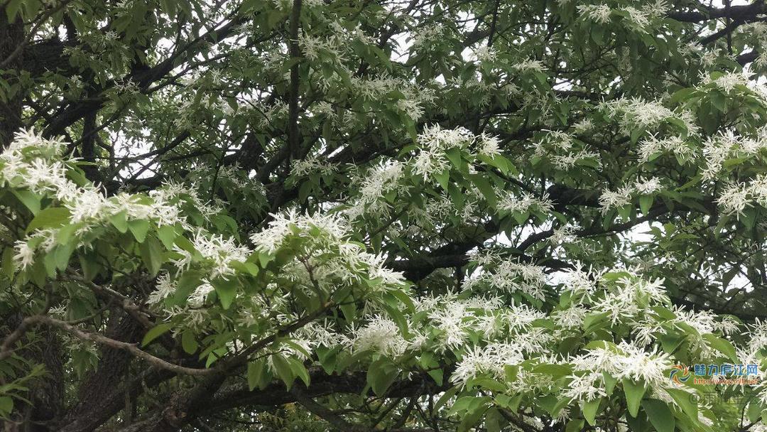 春来发几枝，又见流苏花